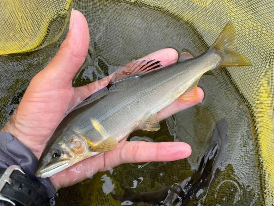 鮎の友釣り 短竿のすすめ！ | 鮎フィッシングマイスター 鈴木